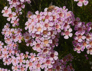 CHAMELAUCIUM MEGHAN GERALDTON WAX Sydney's Plant Market